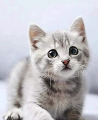 658
