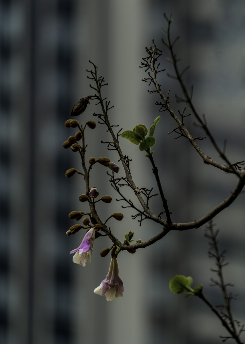 梧桐花成都府南河畔