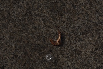 1000038266