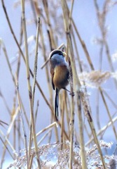 IMG_9614.JPG