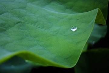 DSC00501_HZP.jpg
