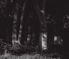 IMGP6725.jpg