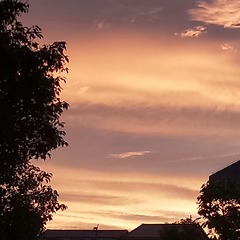 2309014