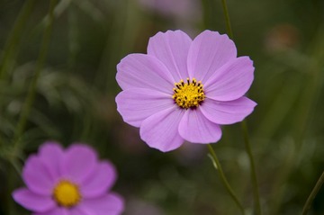 _DSC0625.jpg