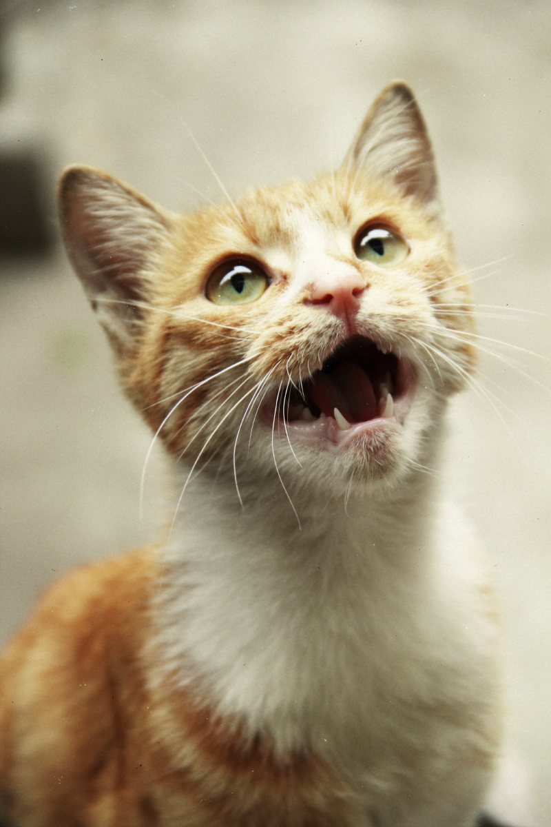 猫咪好饿