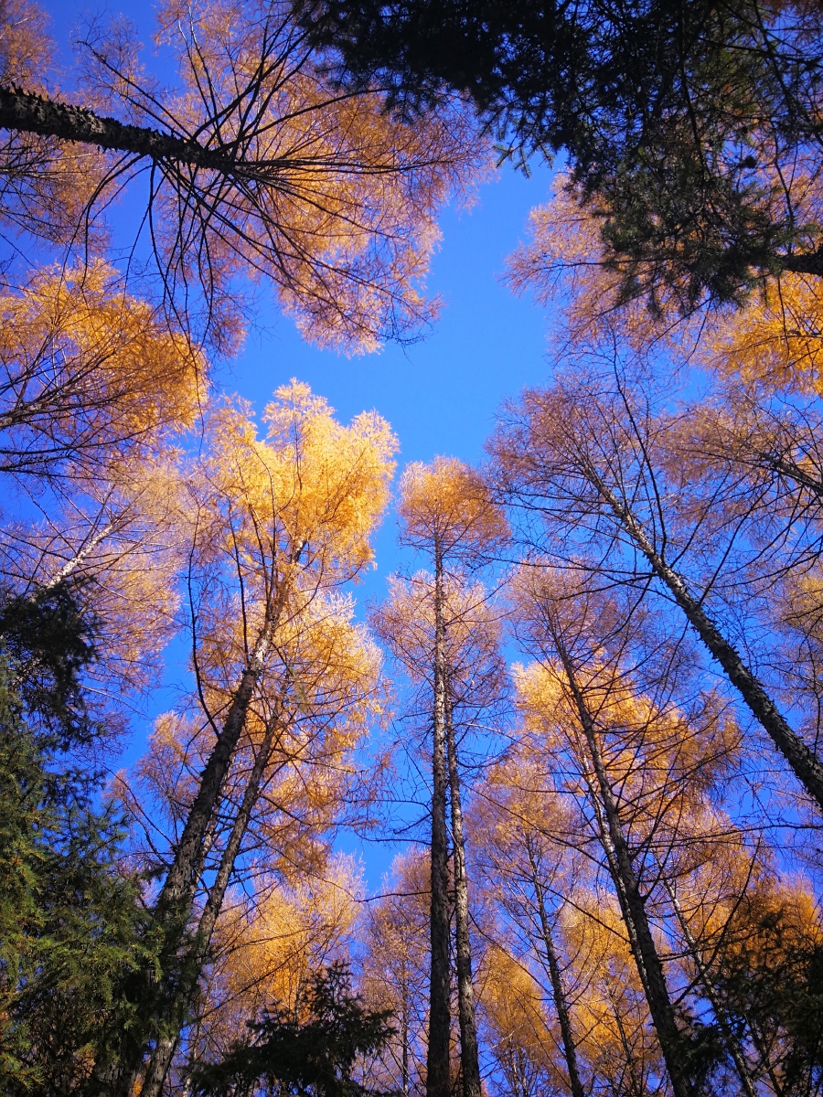 松树- 草原雄狮 - 图虫