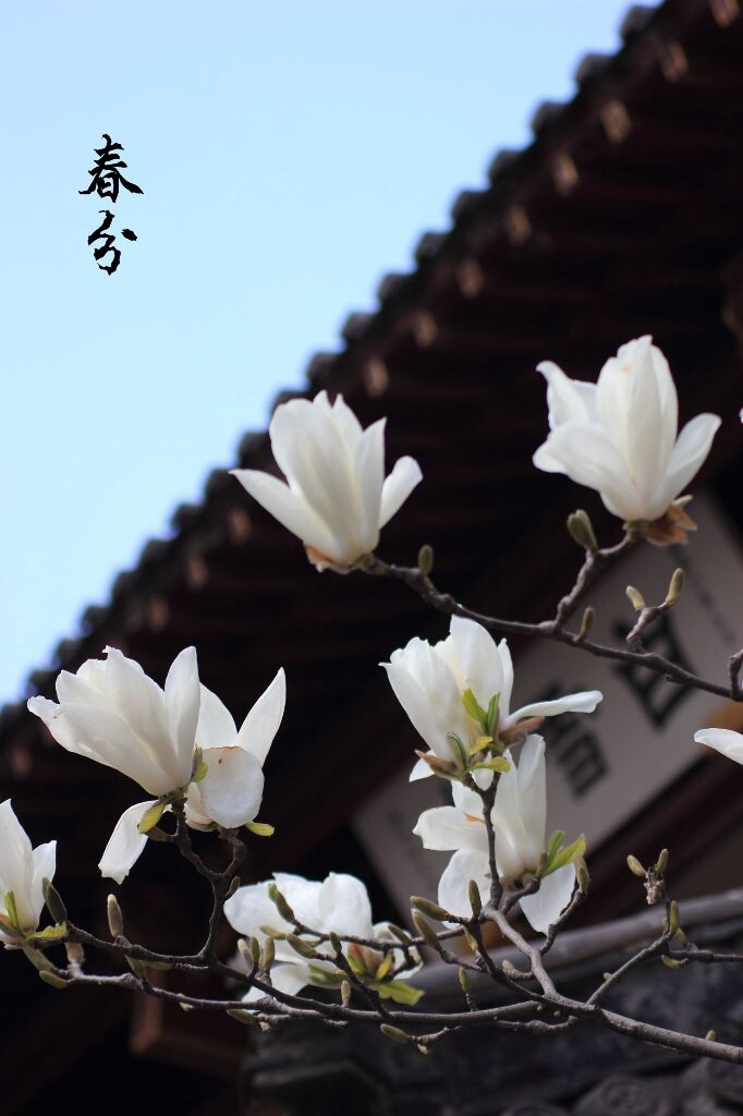 春分·济南·白雪楼<br />
