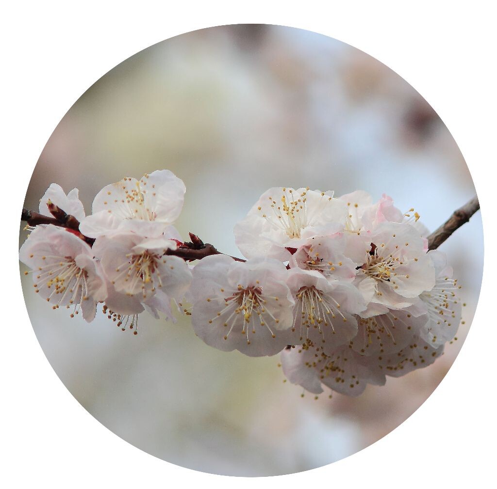 梨花<br />
