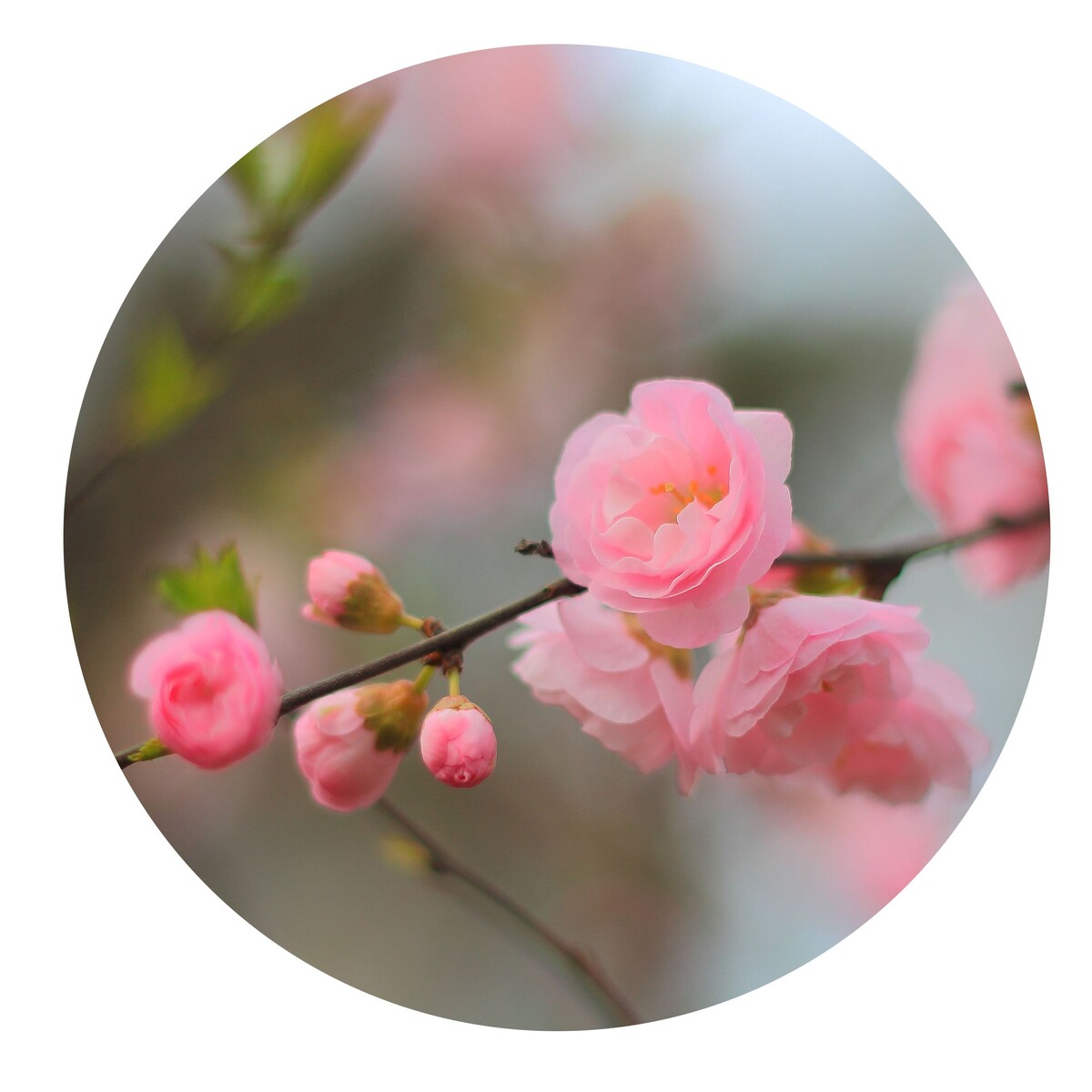 梅花<br />
