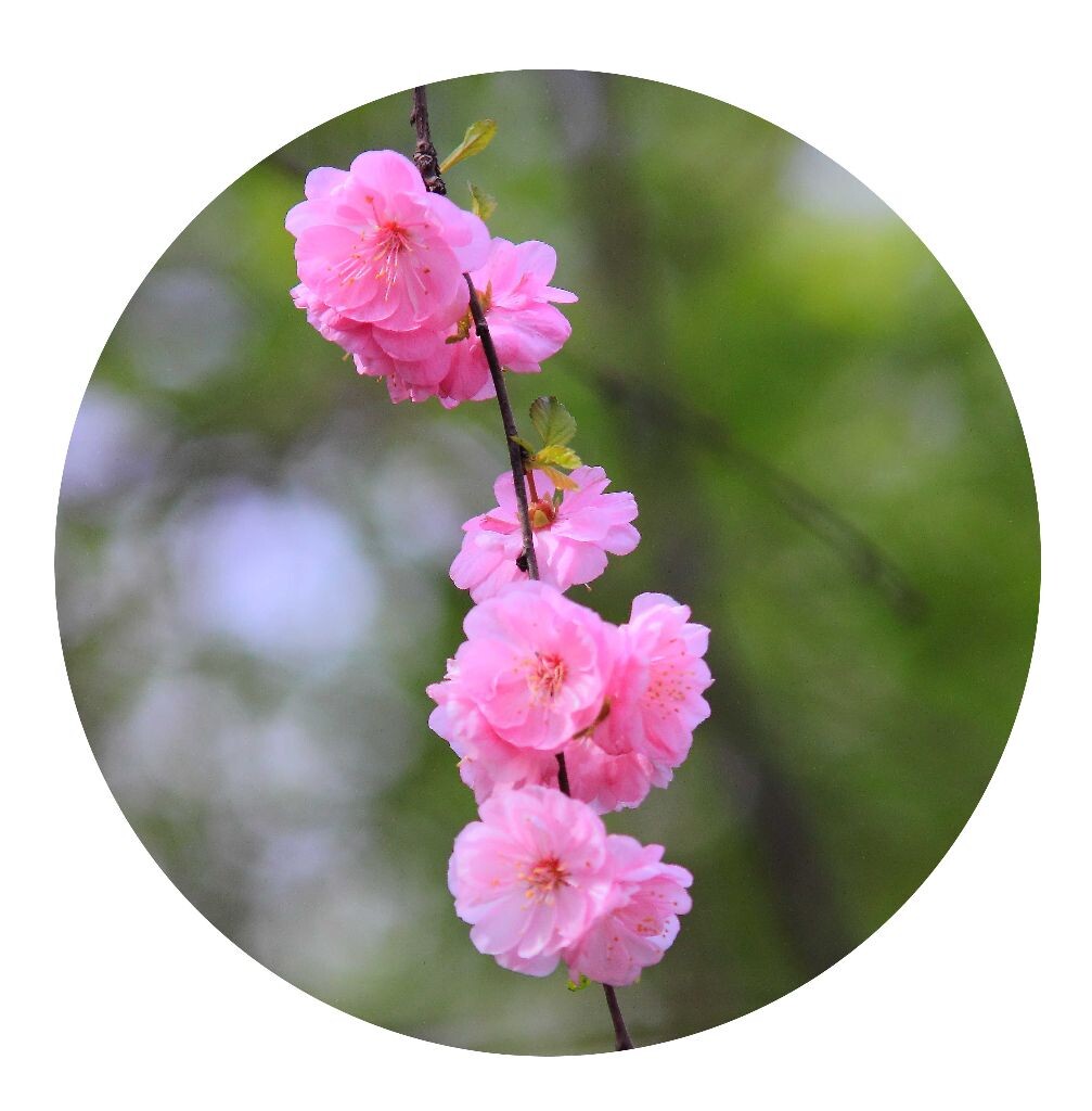 某花<br />
