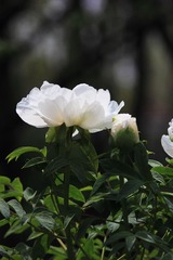 IMG_7009.JPG