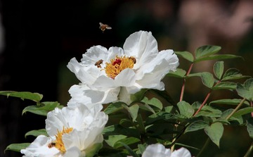 IMG_7023.JPG