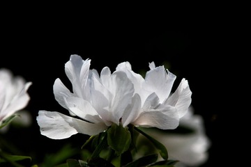 IMG_7029.JPG