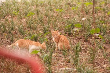 DSCF2151