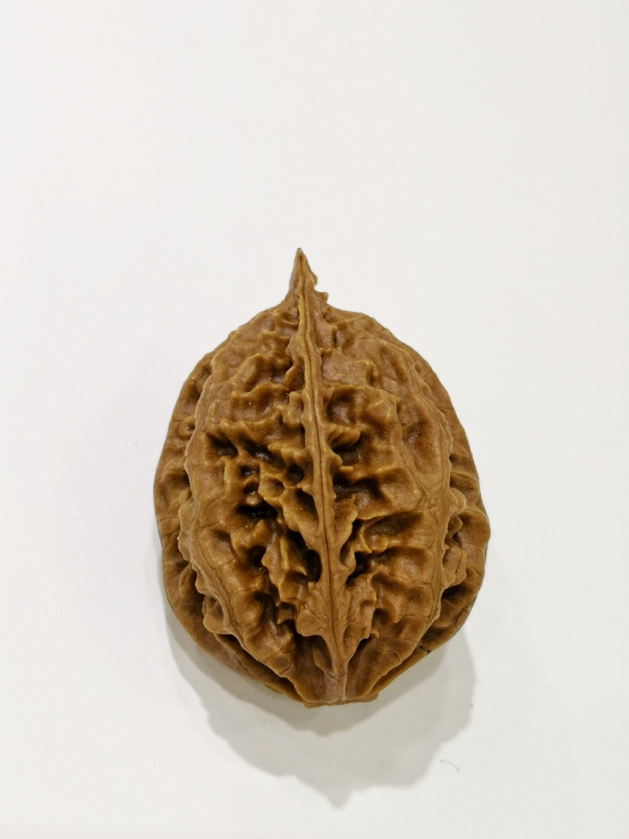 山核桃把玩 - 慧海 - 图虫