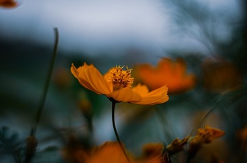 1000091068