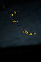 1000045151