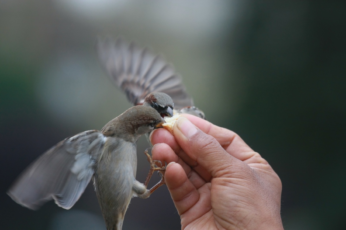 旅行,巴黎圣母院门前一个吉普赛人手举面包屑,三五只小鸟于他手中觅食