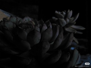 21018