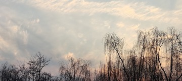 1000008559