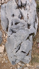 1000017512