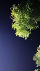 1000017423