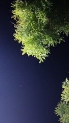 1000017424