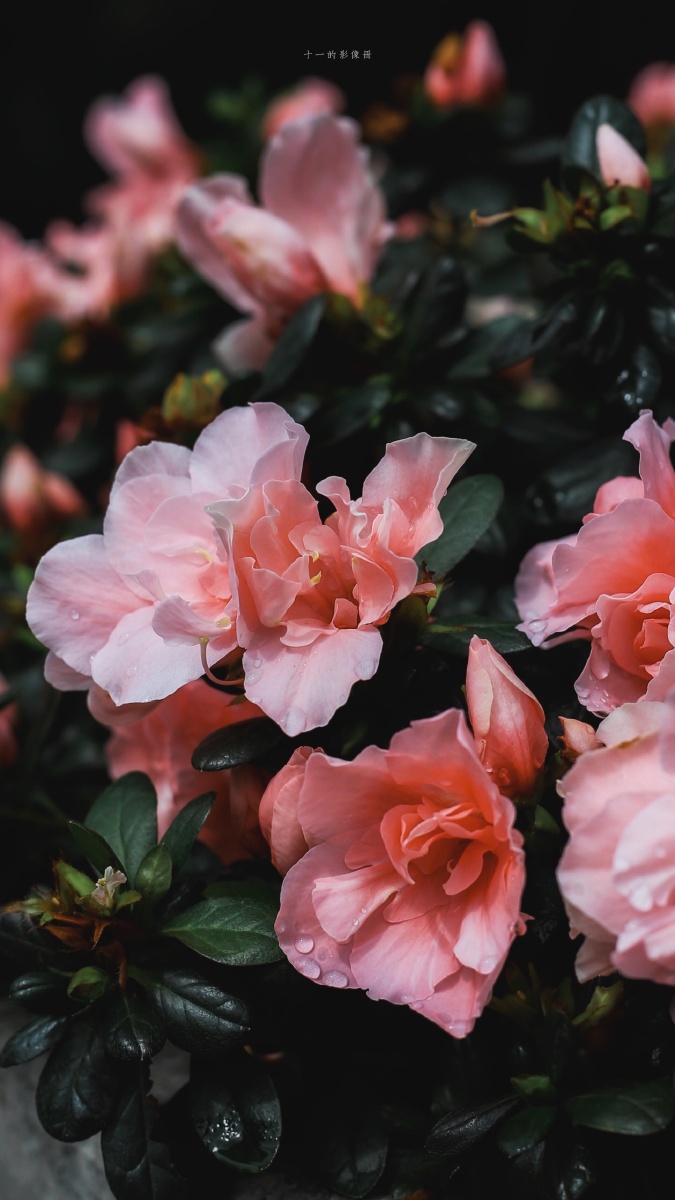 所有可以分享的浪漫瞬间我想到的都是你