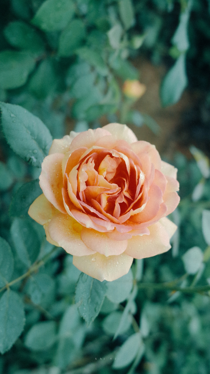 愿这世间美好与你如约而至送给大家一些壁纸希望喜欢