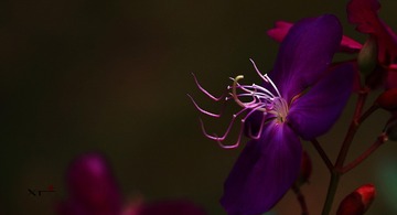 ANGAO 2012.04.01049