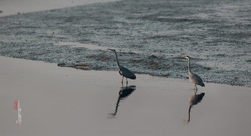 DPP_1511296246