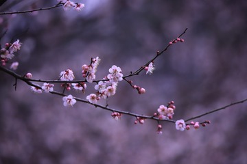 1140367