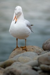 1522033