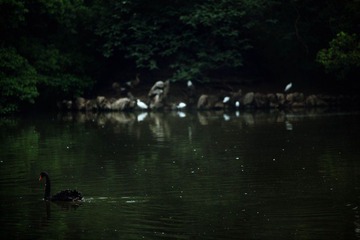 一枝独秀