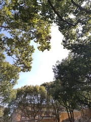 1000010438