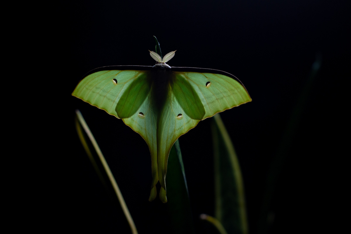 今天刚羽化的宁波尾大蚕蛾～ - anytrain - 图虫