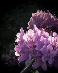 IMGP7718_
