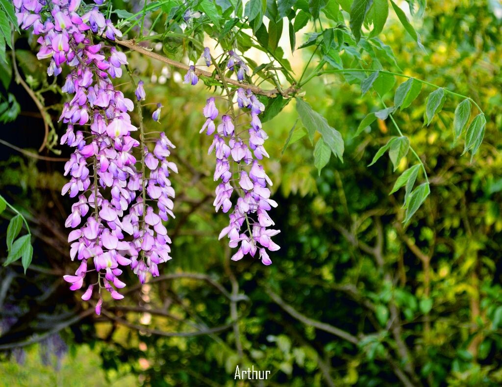 去年的那些花儿