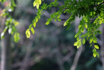 DSC_0012_