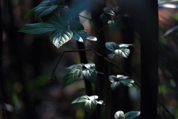 DSC_0063_