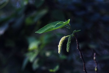 DSC_0084_