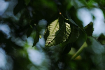 DSC_0094_