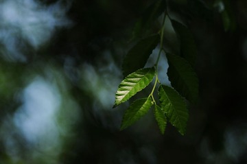 DSC_0096_