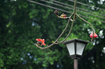 DSC_0203_