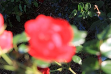 IMG_7625