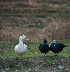 20130207-DSC_0240.jpg