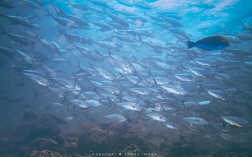 IMG_6111-1