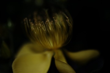 1000278023