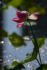 1500527