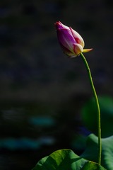 1500524